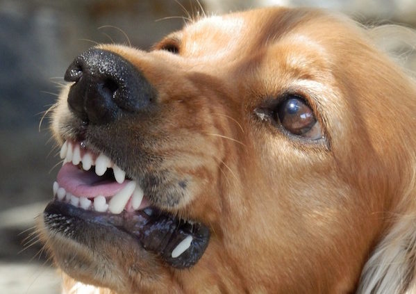 Shows an image of a snarling Golden Lab