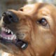 Shows an image of a snarling Golden Lab