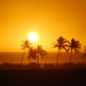 Shows an orange sky with a bright white sun and there are palm trees in the foreground