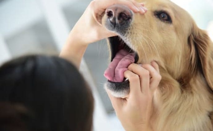 Shows a Golden Labrador whose mouth is being held open by someone looking for obstruction. One hand is holding the dog's nose, the other is grasping the jaw.