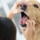 Shows a Golden Labrador whose mouth is being held open by someone looking for obstruction. One hand is holding the dog's nose, the other is grasping the jaw.