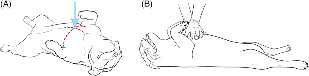 Shows 2 Vector images of a small french bulldog receiving CPR compressions