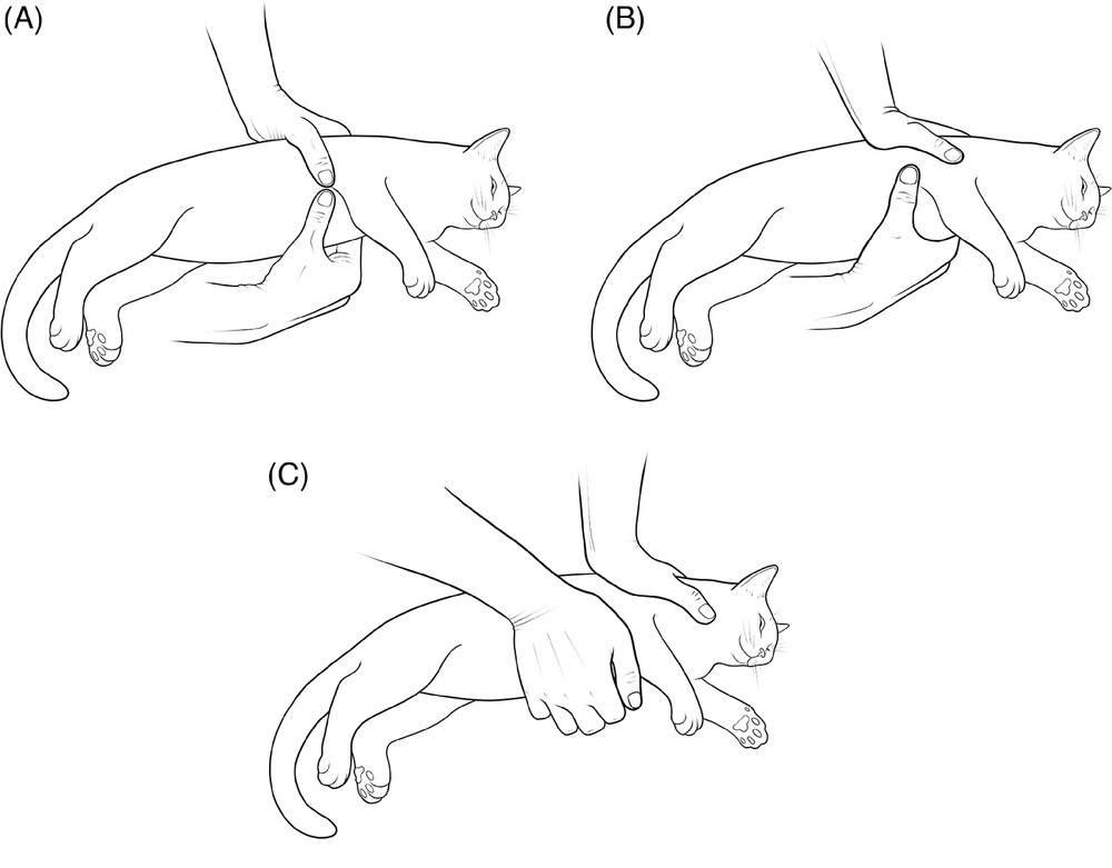 Shows 3 vector images of a cat receiving CPR compressions