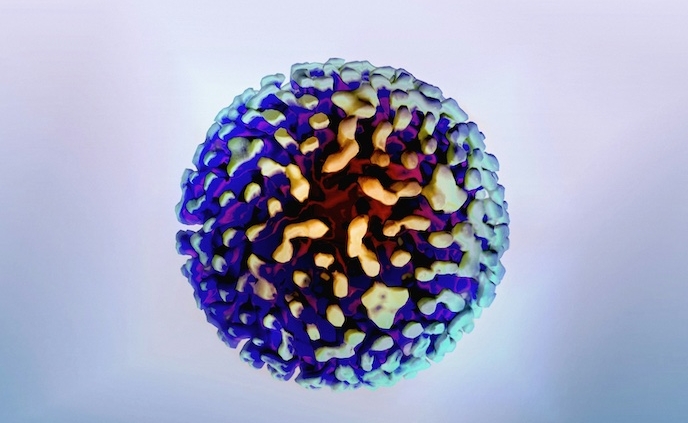 Shows a picture of a Hepatitis B cell